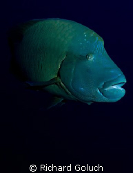 Napoleon Wrasse-Palau-Canon 5D 17-40 mm by Richard Goluch 
